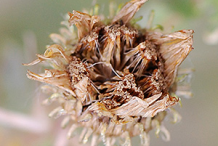 Curly-cup Gumweed (Grindelia squarrosa)