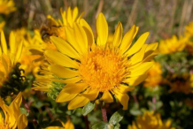 Flower-of-Curlycup-Gumweed