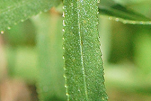 Leaves-of-Curlycup-Gumweed