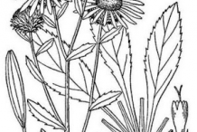 Sketch-of-Curlycup-Gumweed