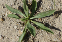 Small-Curlycup-Gumweed-plant