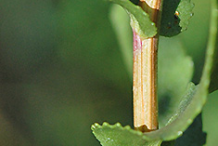Stem-of-Curlycup-Gumweed
