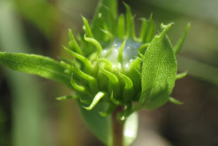 Young-bud-of-Curlycup-Gumweed