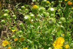 Curlycup-Gumweed-plant-growing-wild