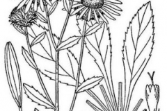 Sketch-of-Curlycup-Gumweed