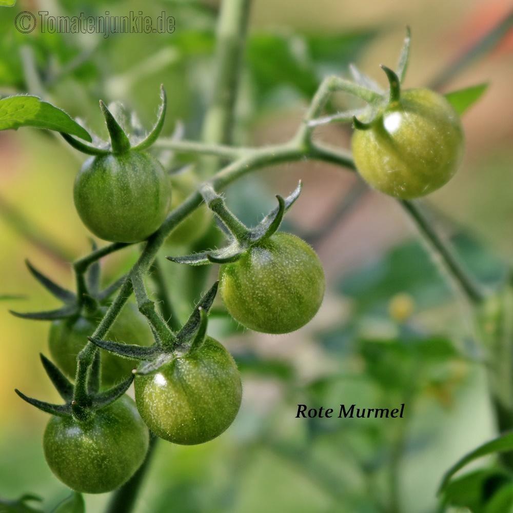 Immature-fruits-of-Currant-Tomato