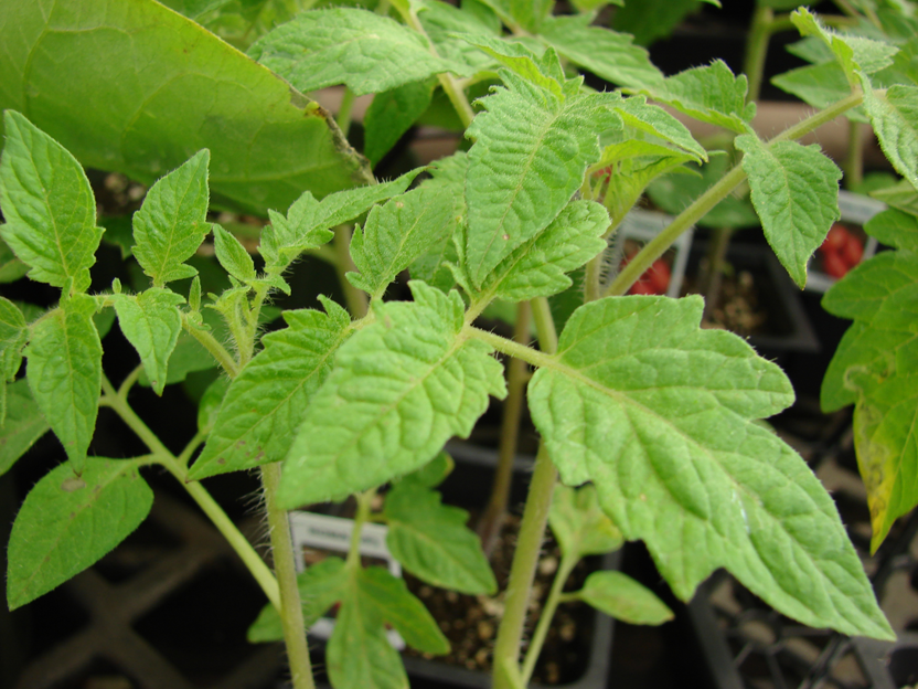 Leaves-of-Currant-Tomato