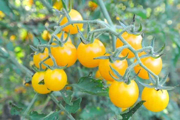 Other-Variety-of-Currant-Tomato