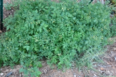 Currant-Tomato-plant