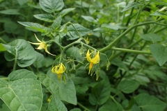 Flower-of-Currant-Tomato