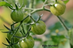 Immature-fruits-of-Currant-Tomato