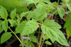 Leaves-of-Currant-Tomato