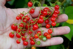 Mature-fruits-of-Currant-Tomato