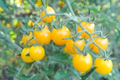 Other-Variety-of-Currant-Tomato