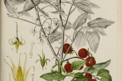 Plant-Illustration-of-Currant-Tomato