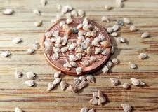 Seeds-of-Currant-Tomato