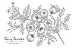 Sketch-of-Currant-Tomato