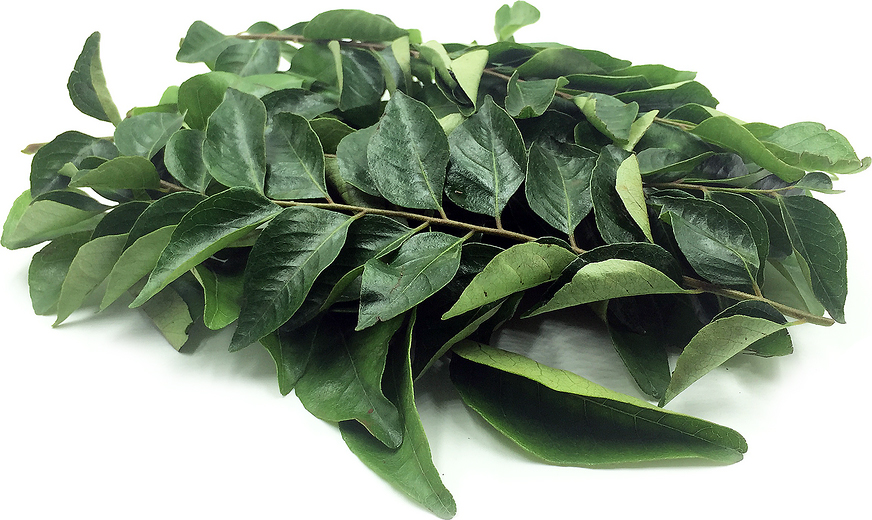 Curry-leaves