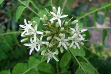 Close-up-flower-of-Curry-leaves