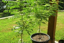 Curry-leaves-plant