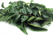 Curry-leaves
