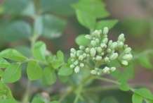 Flower-bud-of-Curry-leaves