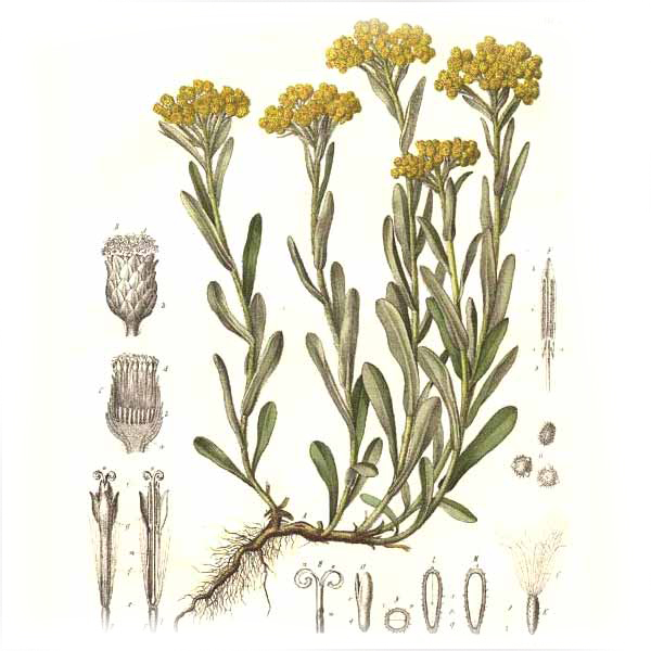 Curry-plant-illustration