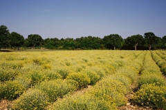 Curry-plant-farm