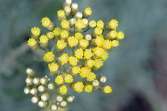 Curry-plant-flower-buds