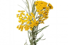 Curry-plant-flower