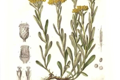 Curry-plant-illustration