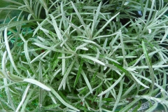 Curry-plant-leaves