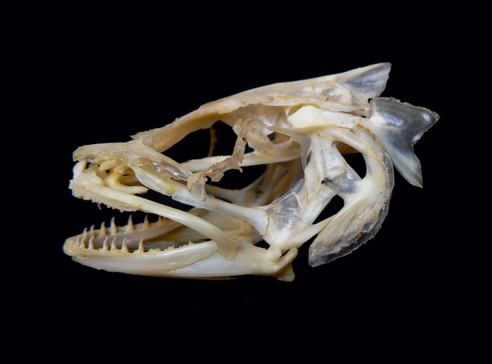 Cusk-fish-skull
