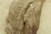 Cusk-fish-1