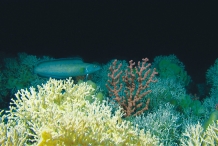 Cusk-fish-2