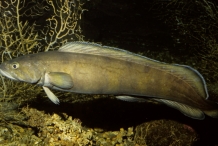 Cusk-fish-3