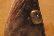Front-view-of-Cusk-fish