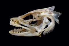 Cusk-fish-skull