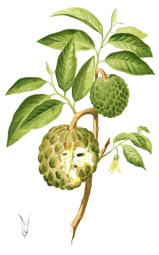 Custard-apple-plant-illustration