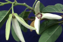 Custard-apple-close-up-flowers