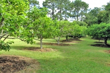 Custard-apple-farm