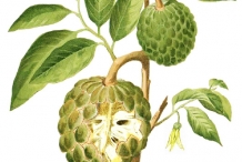 Custard-apple-plant-illustration