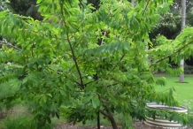 Custard-apple-tree