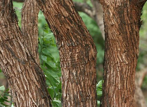 Bark-of-Cutch-Tree