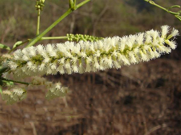 Closer-view-of-flower-of-Cutch-Tree