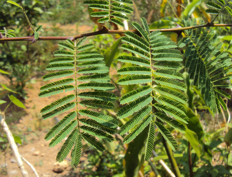 Leaves-of-Cutch-Tree