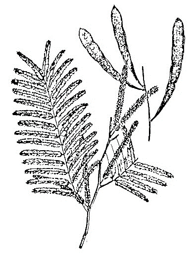 Sketch-of-Cutch-Tree