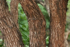 Bark-of-Cutch-Tree