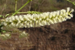 Closer-view-of-flower-of-Cutch-Tree