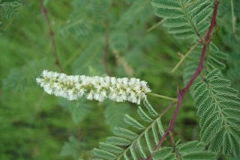 Flower-of-Cutch-Tree